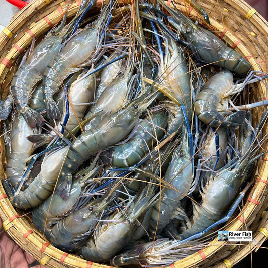 গলদা (১০-১৩ পিসে কেজি)