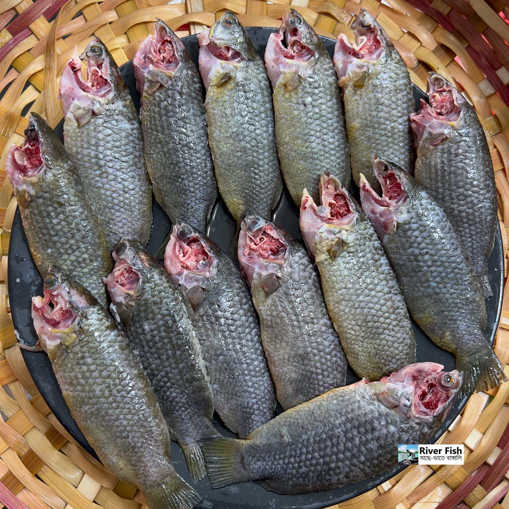 হাওড়ের দেশি কই (১৩/১৫ পিছে কেজি) হাফ কেজি