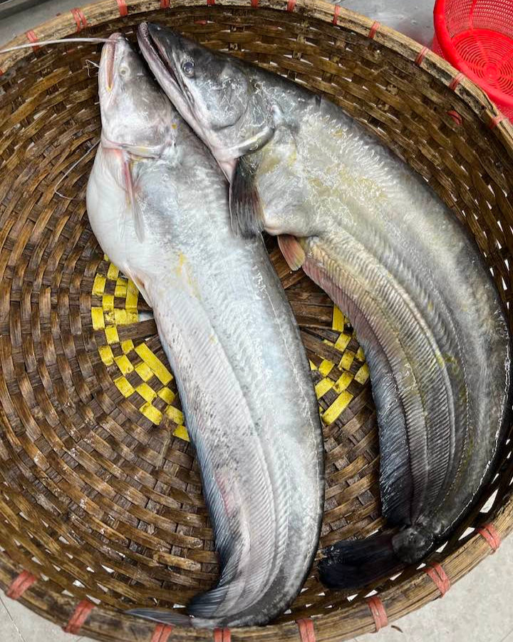 ৮ কেজি থেকে ১০ কেজি প্লাস সাইজ পারকেজি ১৫৫০/-