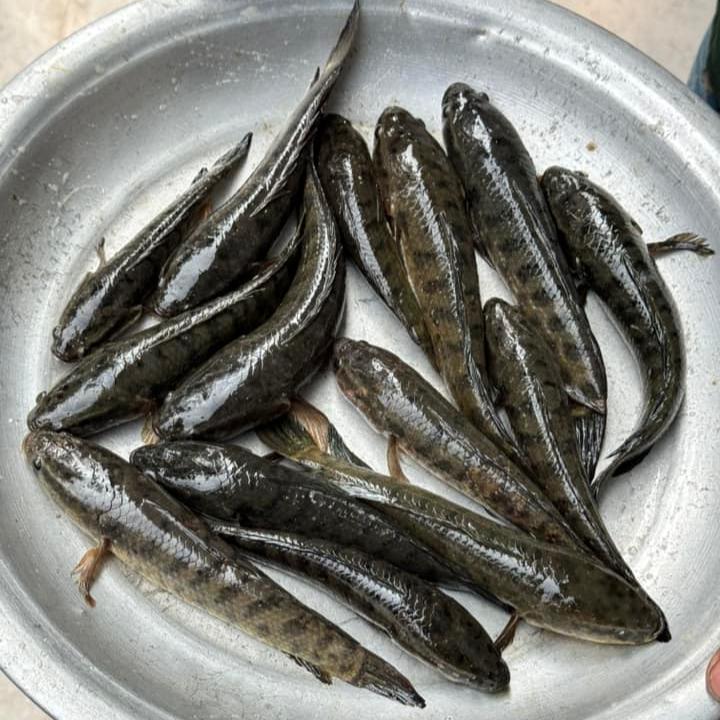 বিলের দেশি টাকি হাফ কেজি
