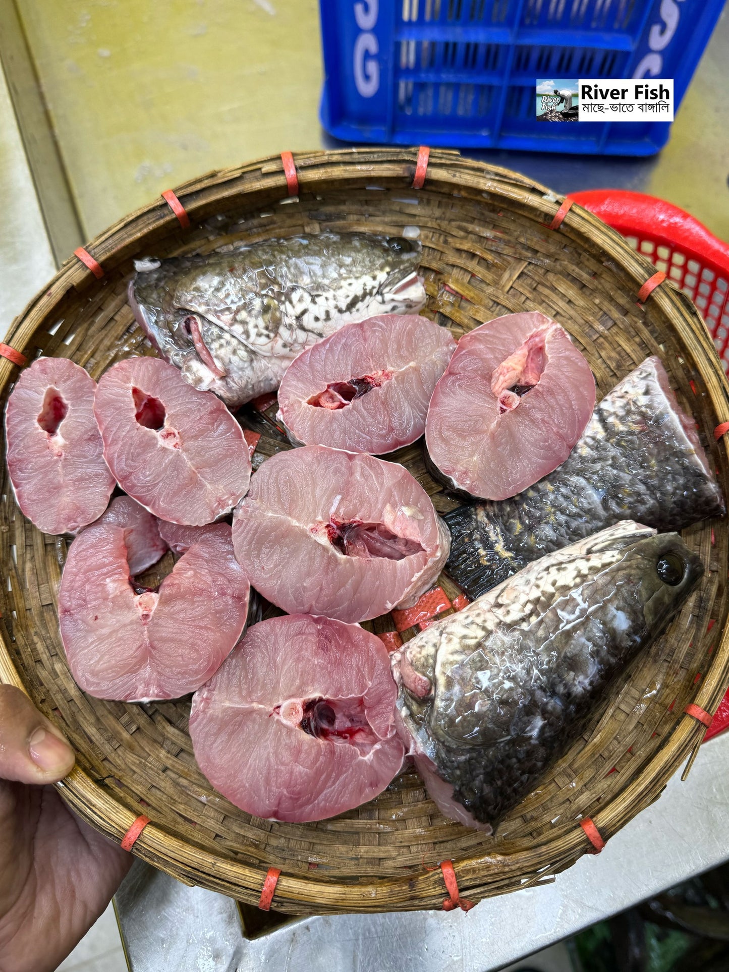 হাওরের দেশি শোল ১ কেজি প্লাস সাইজ পারকেজি 1550/-