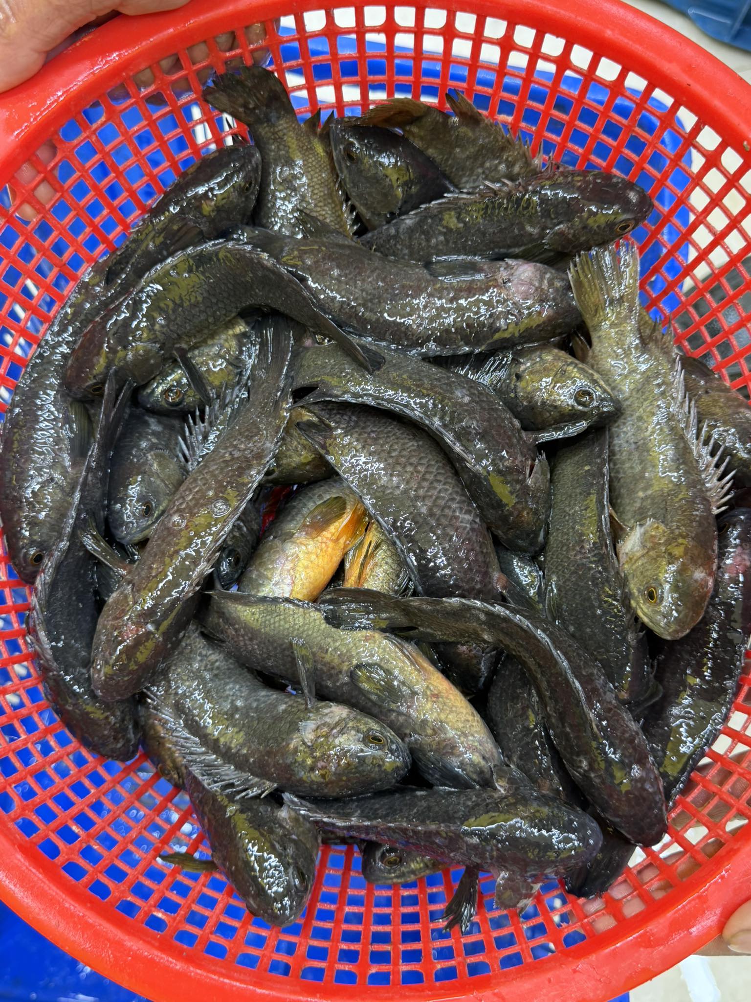 দেশি কই ছোট সাইজ (২৫-৩০ পিসে কেজি) ১ কেজি- ৯৯০/-