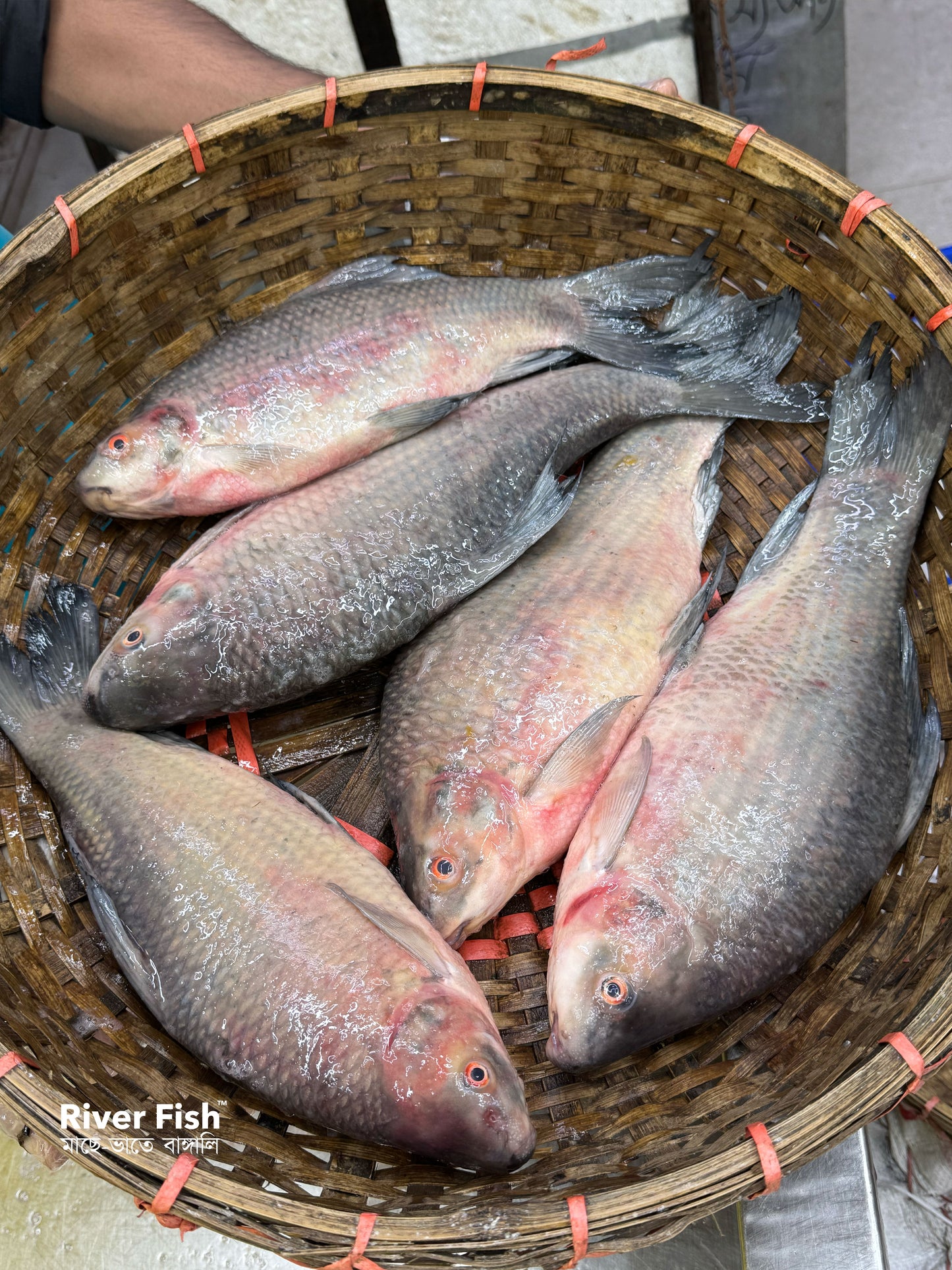 (প্রি-অর্ডার বুকিং - ডেলিভারি টাইম ৭ দিন) নদীর কালিবাউস ৬০০-৮০০ গ্রাম সাইজ পারকেজি 785/-