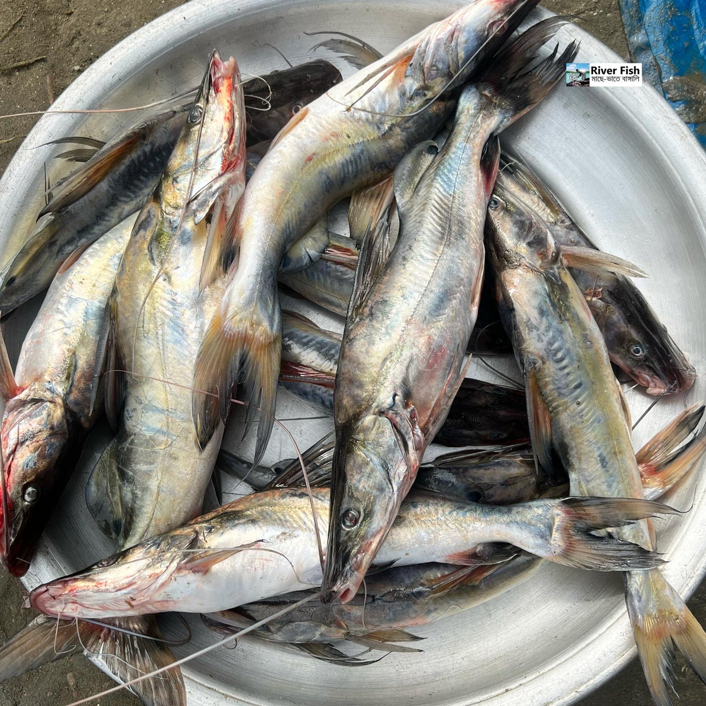 নদীর আইড় ৩/৪ পিসে কেজি সাইজ পারকেজি 950/-
