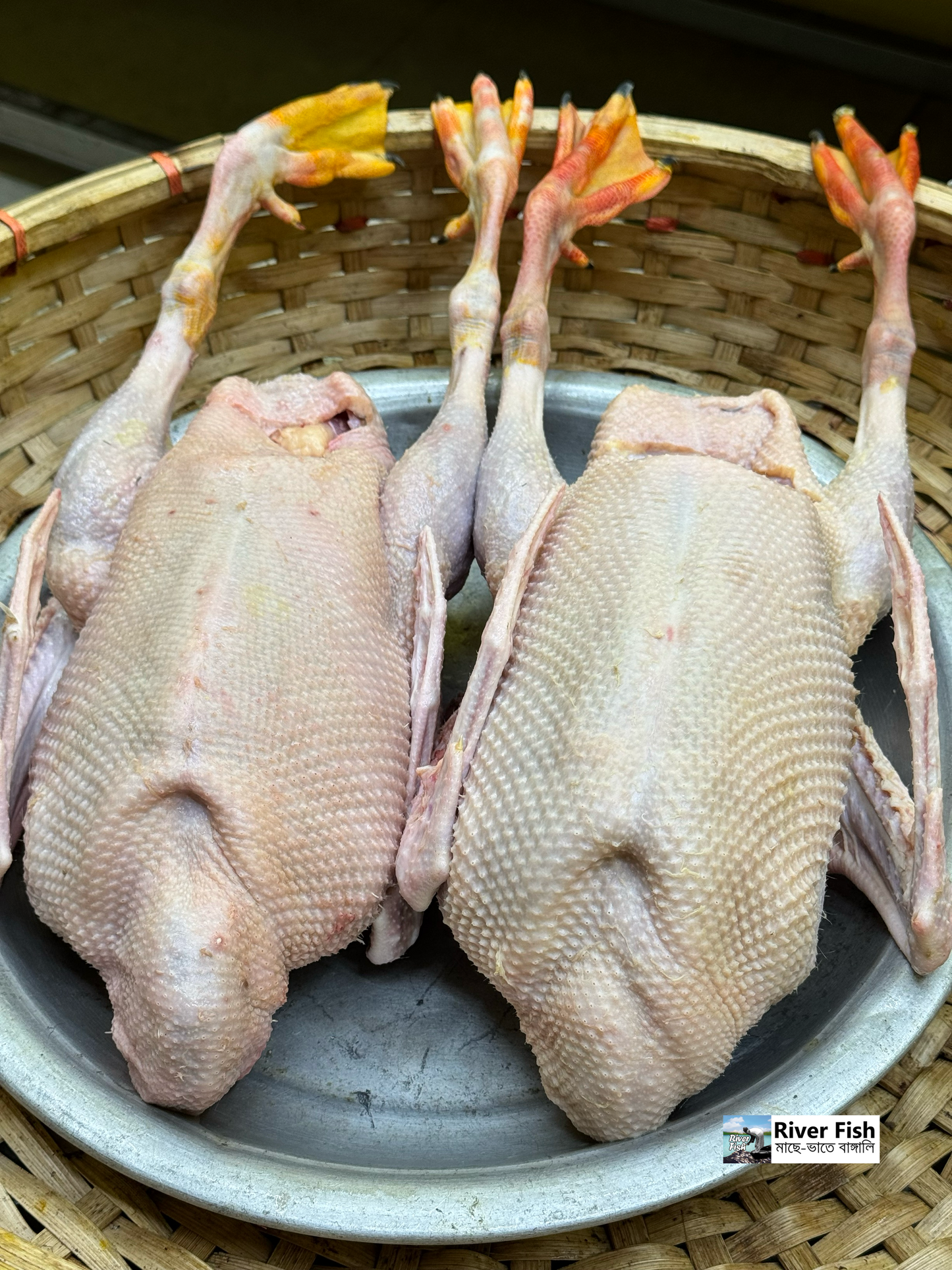 রাজহাঁস লাইভ ওয়েট ৩ কেজি সাইজ