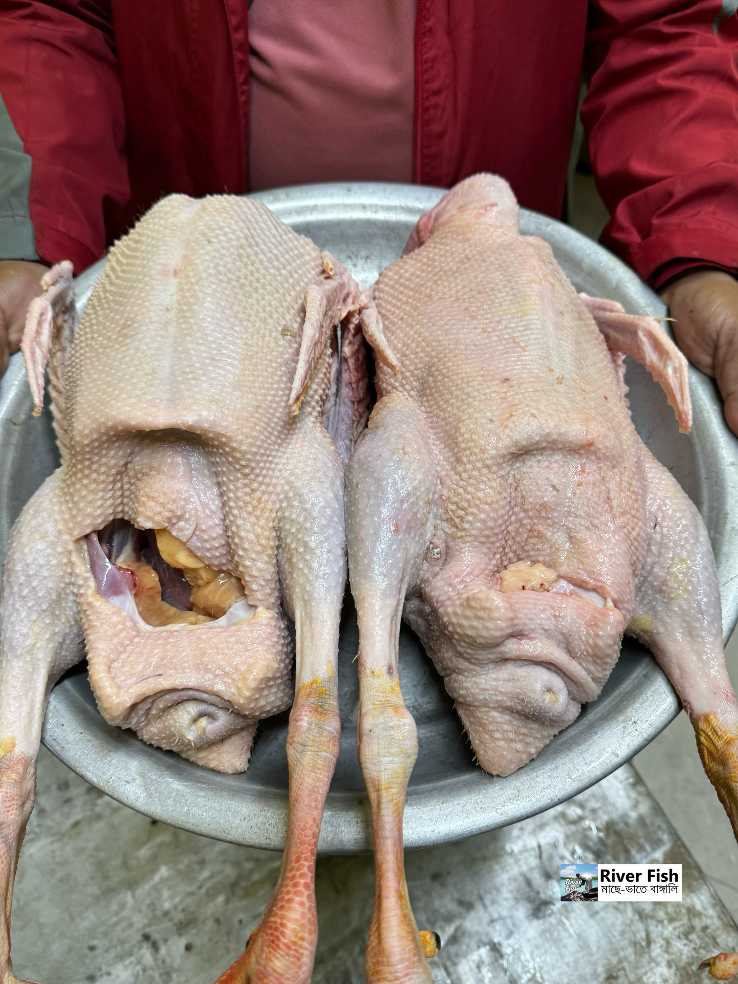 রাজহাঁস লাইভ ওয়েট ৪ কেজি সাইজ