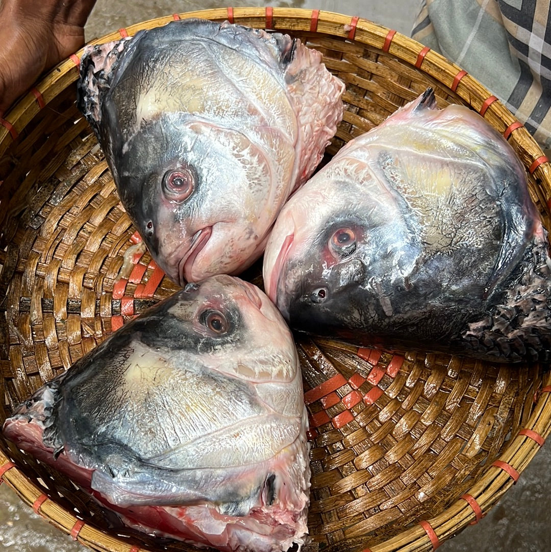 ৯ কেজি সাইজের নদীর কাতল মাছের ভাগার অফার (মাথা লেজ বাদে আস্ত মাছ)