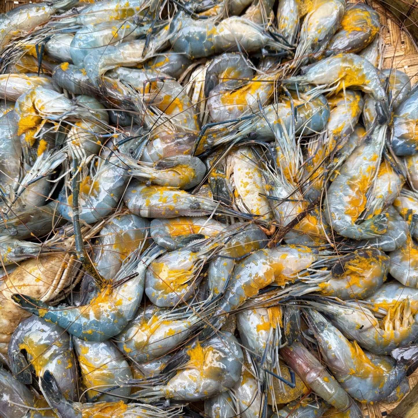 নদীর ডিমা চিংড়ি
