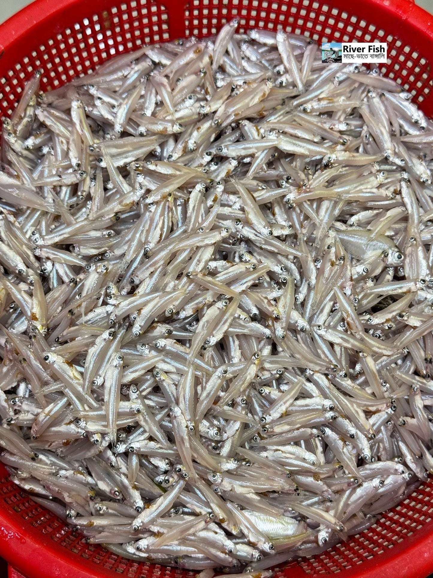 নদীর কাচকি মাছ ১ কেজি