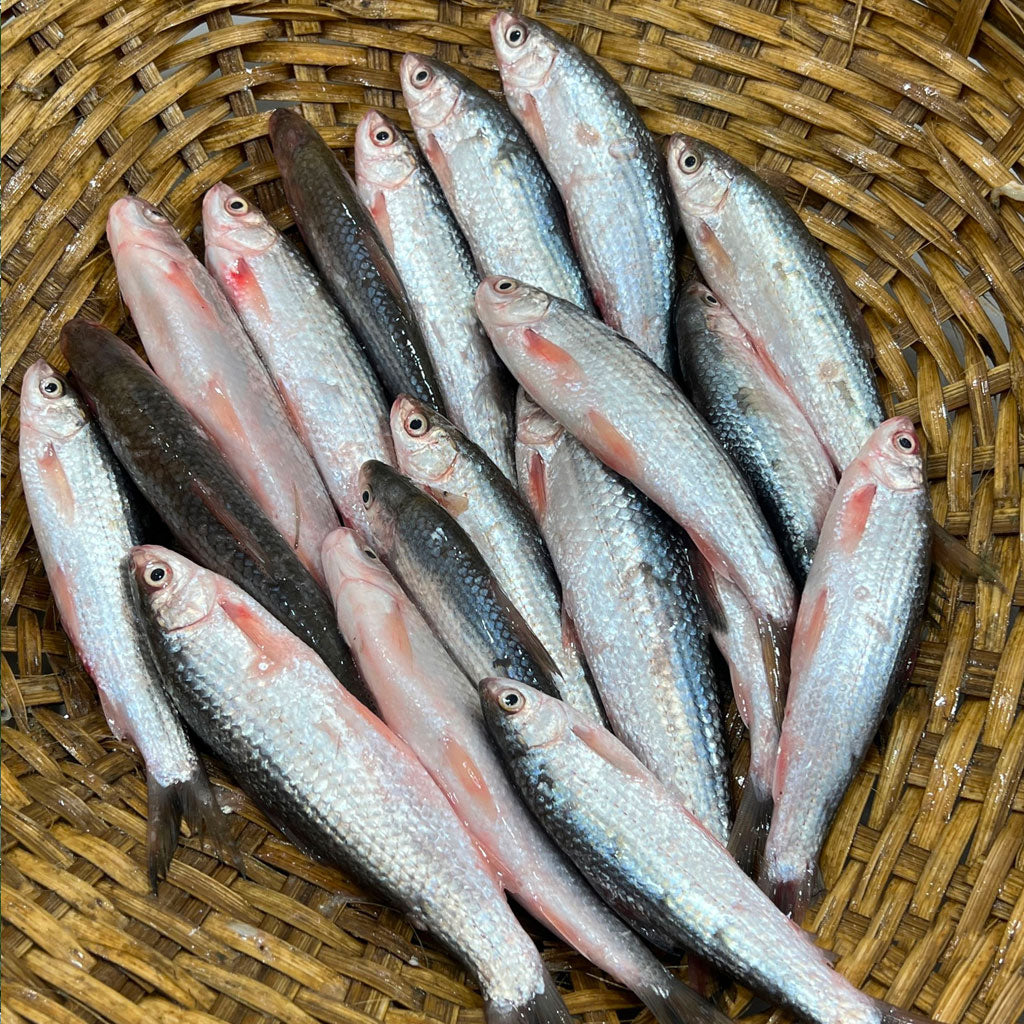 নদীর টাটকিনি / লাচো মাছ হাফ কেজি
