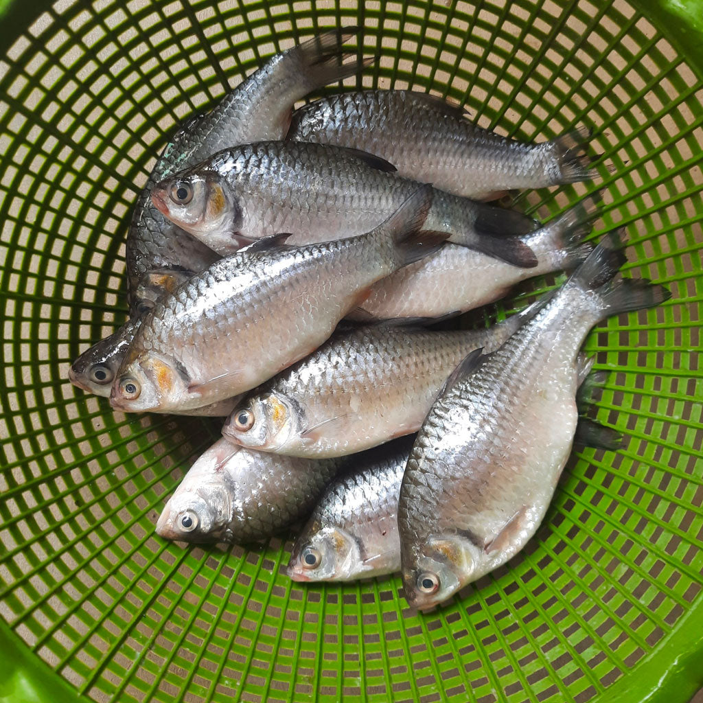 দেশি স্বরপুটি (৬-৮ পিসে কেজি) হাফ কেজি