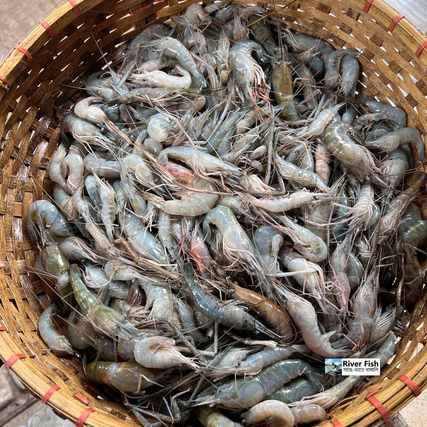 নদীর কাঠালি চিংড়ি