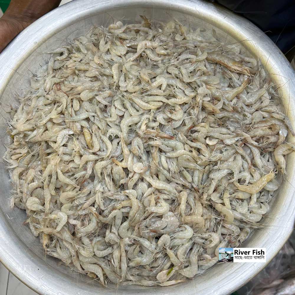 নদীর তরকারির চিংড়ি (সাদা) ১ কেজি