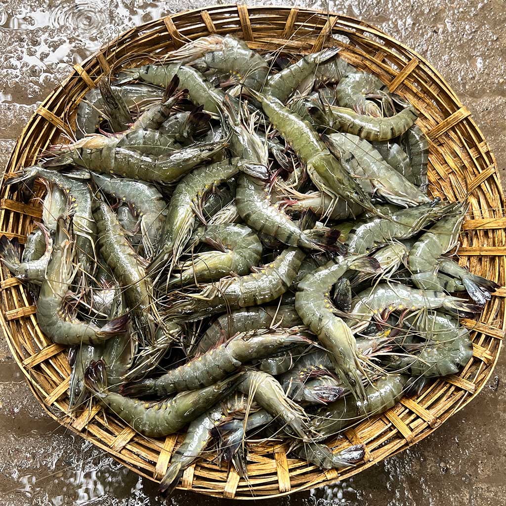 বাগদা চিংড়ি বড় সাইজ