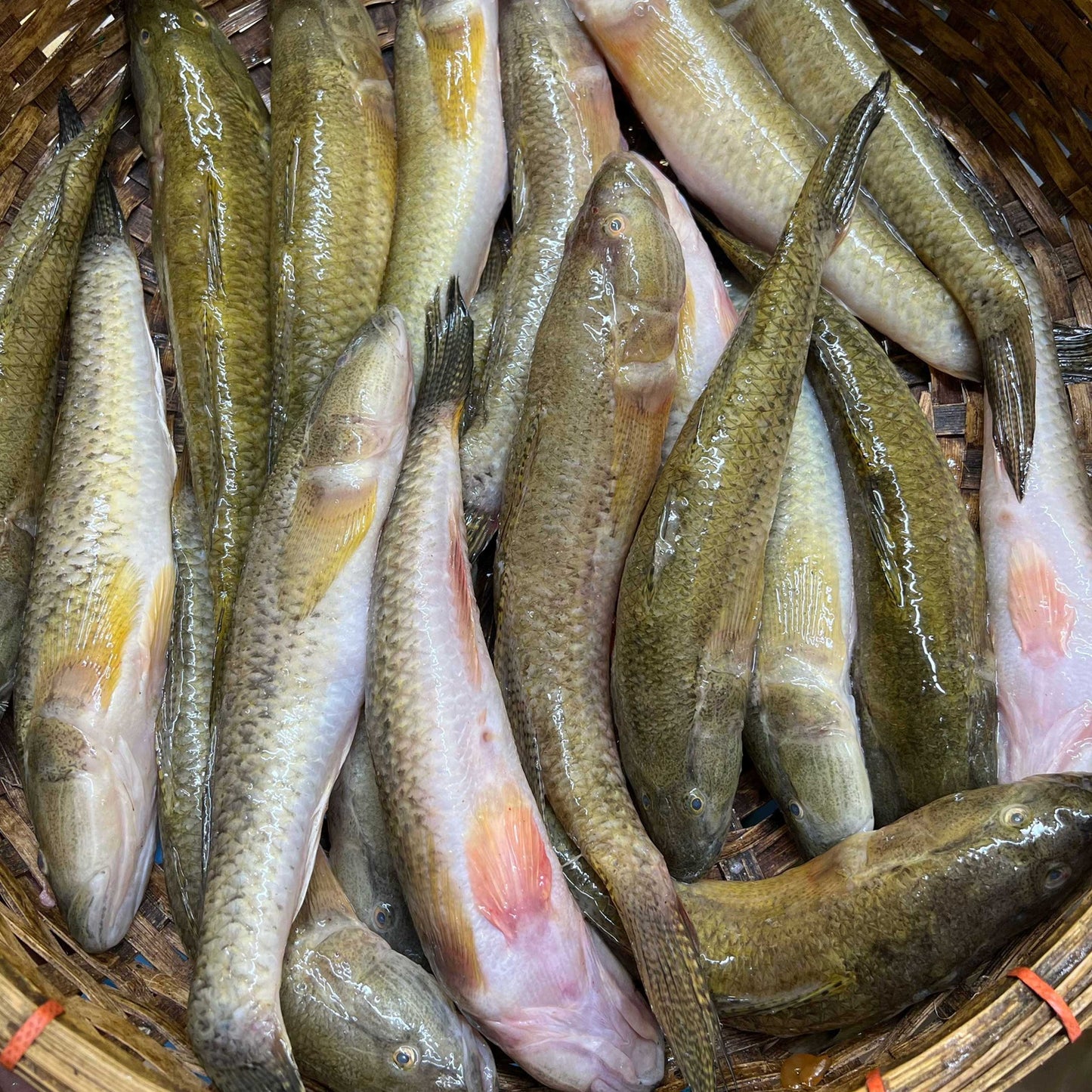 যমুনা নদীর বেলে বড় সাইজ ৬/১০ পিসে কেজি