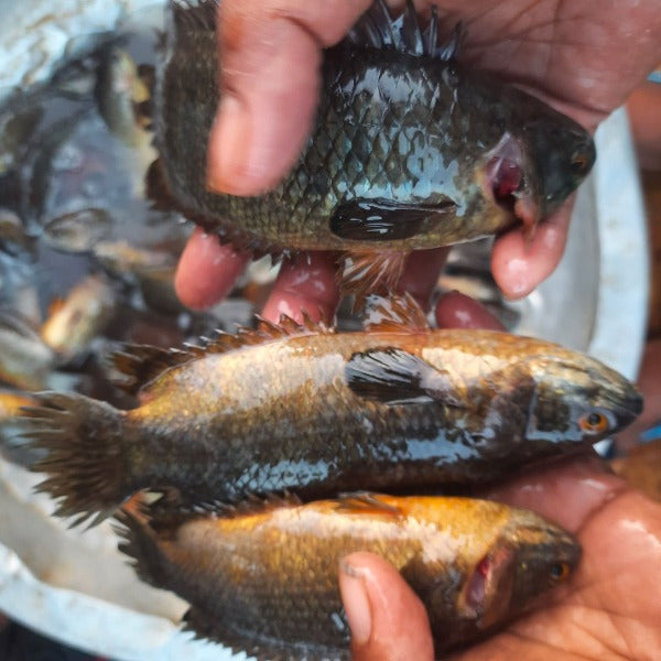 হাওড়ের দেশি কই (১৩/১৫ পিছে কেজি) হাফ কেজি