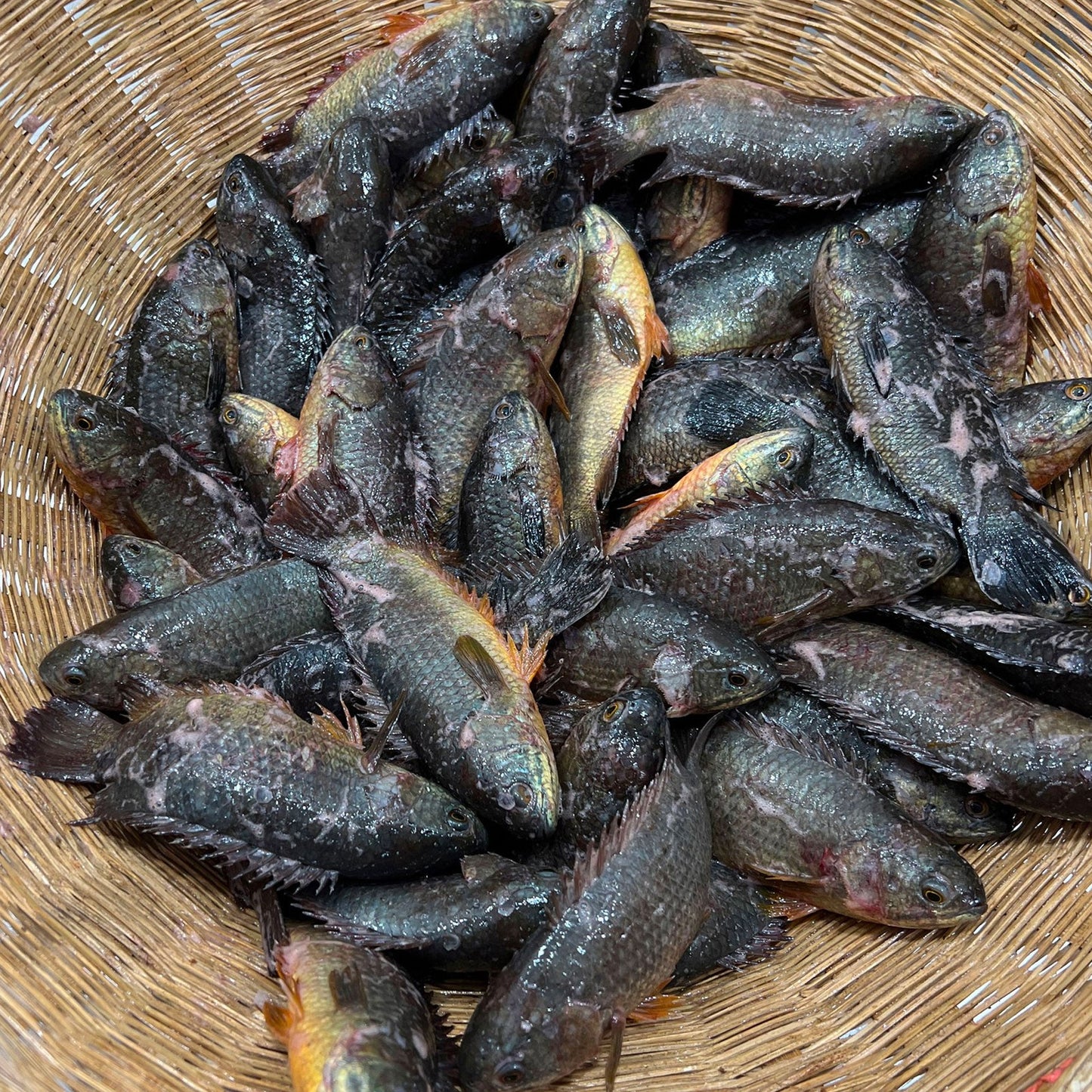 হাওড়ের দেশি কই (১৮/২২ পিছে কেজি) হাফ কেজি