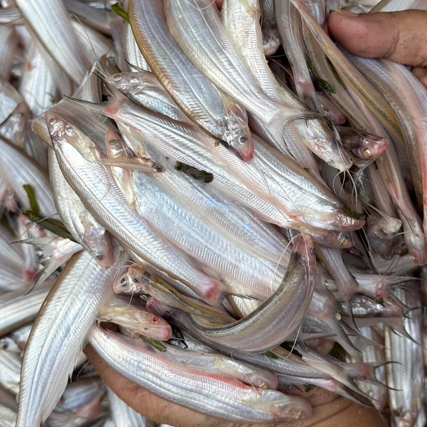 কিশোরগঞ্জের নদীর কাজুলি বড় সাইজ