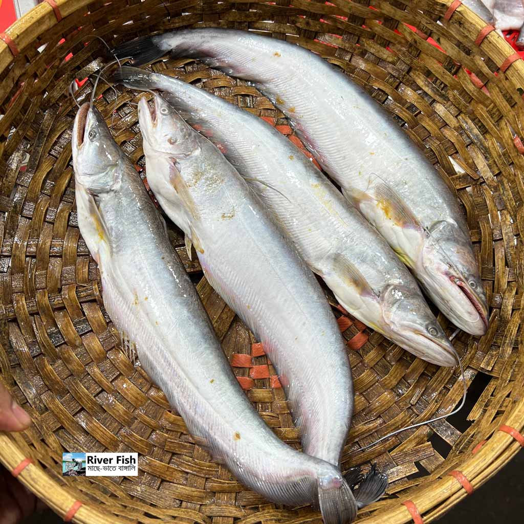 কিশোরগঞ্জের হাওরের বোয়াল- ৫০০ গ্রাম সাইজ