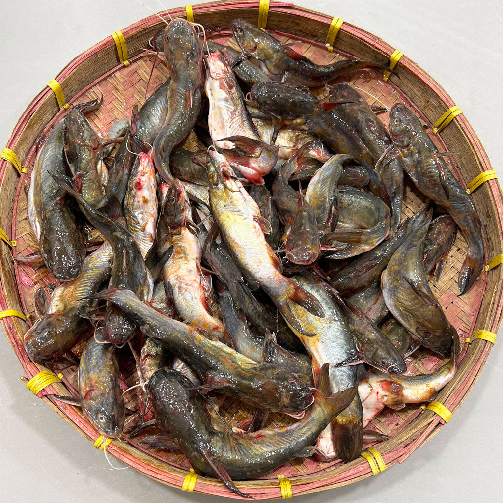 সাতক্ষীরার টেংরা মিডিয়াম সাইজ হাফ কেজি