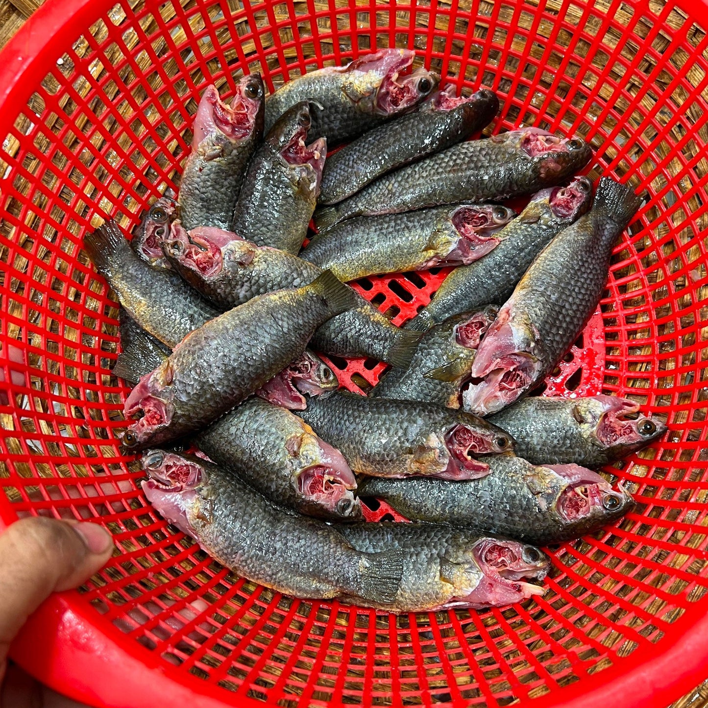 হাওড়ের দেশি কই (১৮/২২ পিছে কেজি) হাফ কেজি