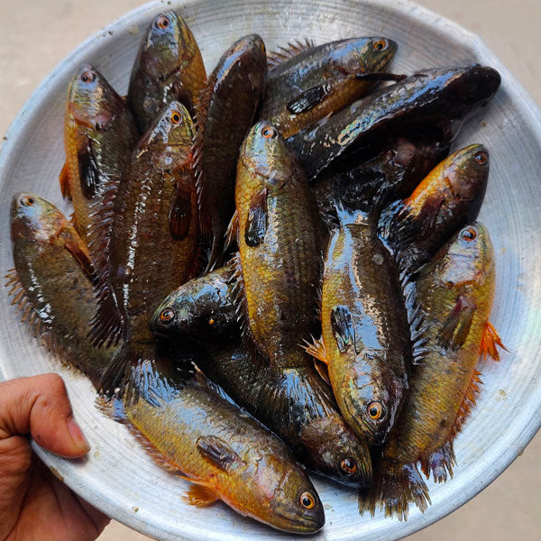 হাওড়ের দেশি কই (১৩/১৫ পিছে কেজি) হাফ কেজি
