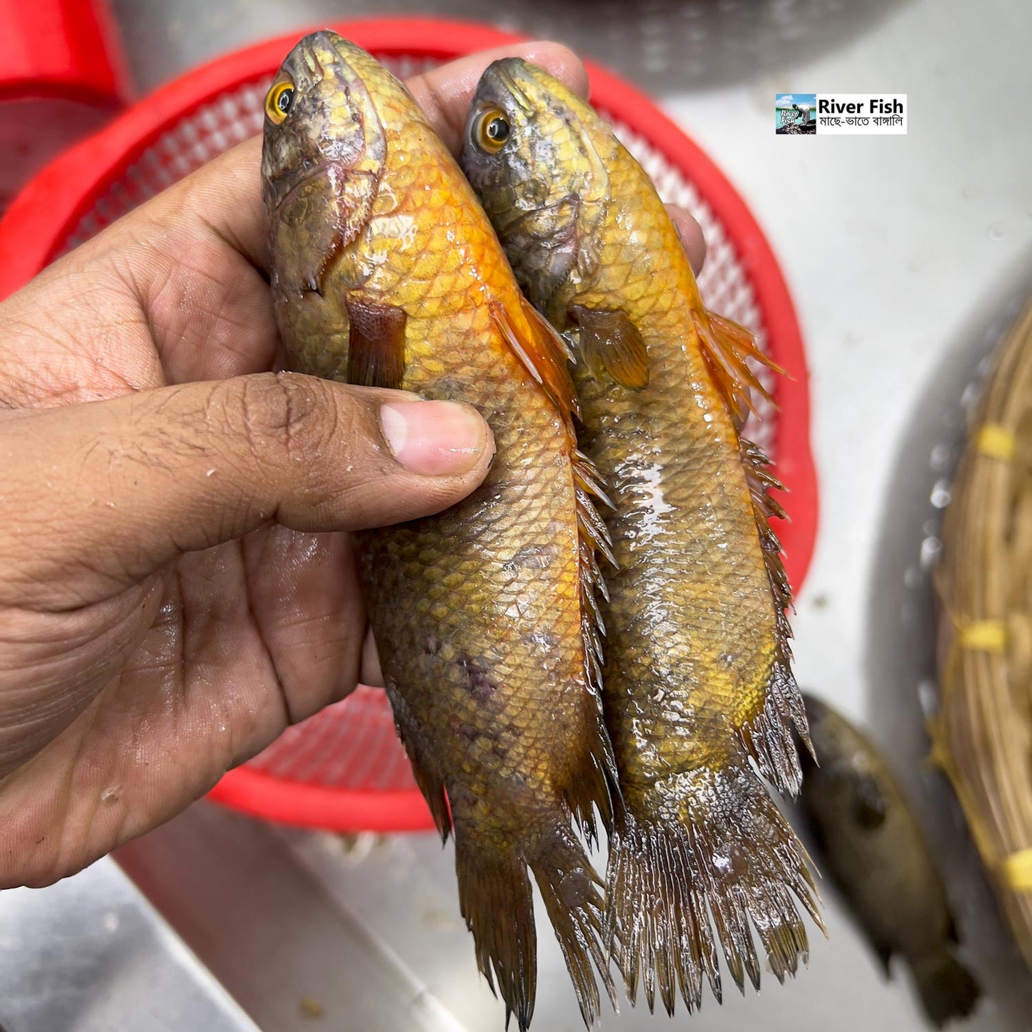 হাওড়ের দেশি কই (১৩/১৫ পিছে কেজি) হাফ কেজি