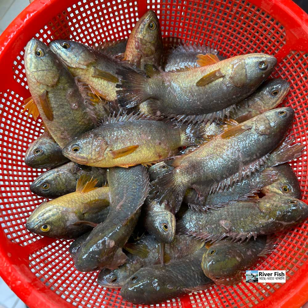 হাওড়ের দেশি কই (১৮/২২ পিছে কেজি) হাফ কেজি