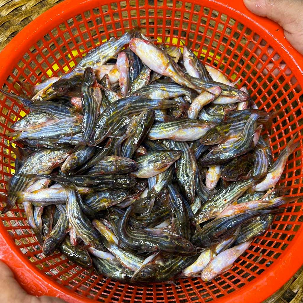 হাওরের দেশি টেংরা ছোট সাইজ হাফ কেজি