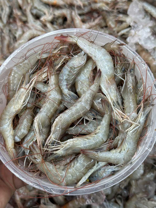 হরিণা চিংড়ি