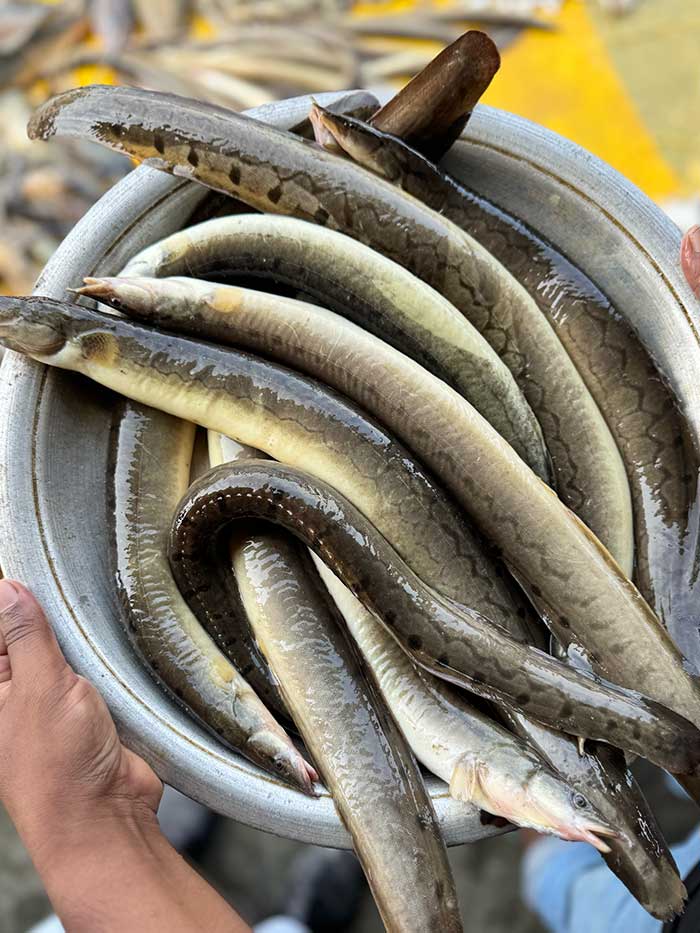 ধনু নদীর বড় বাইম-(৫/৬ পিসে কেজি) ১ কেজি