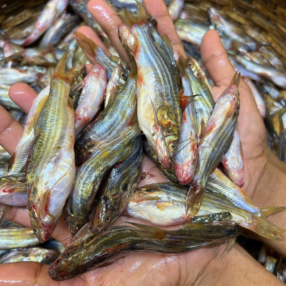 হাওরের দেশি টেংরা ছোট সাইজ ১ কেজি