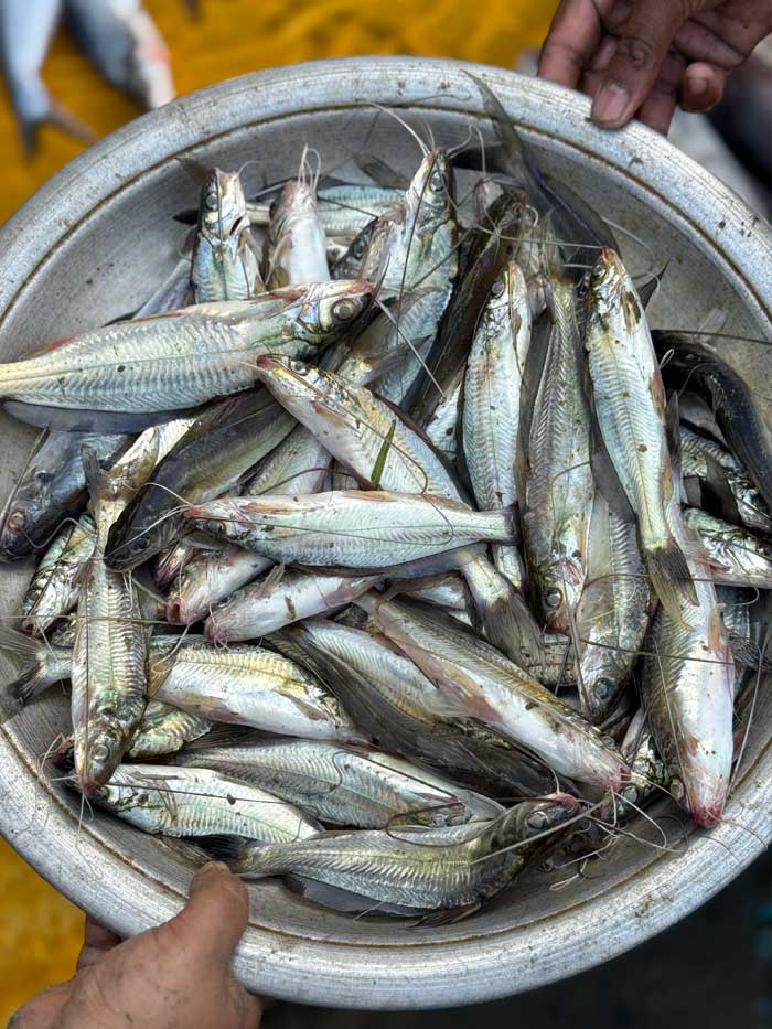 কিশোরগঞ্জের হাওরের গুলশা বড় সাইজ