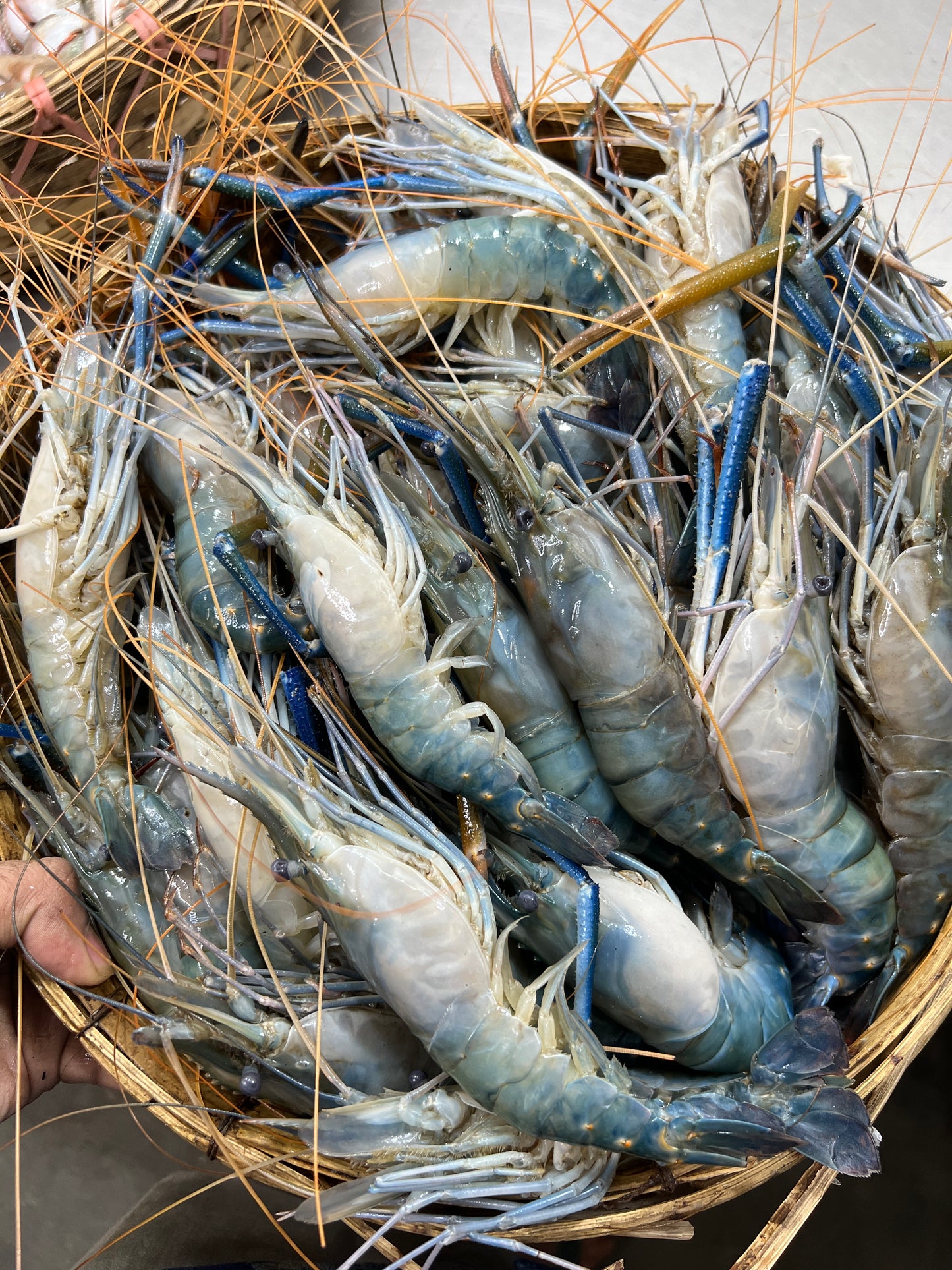 গলদা  ২০/২৫ পিসে কেজি