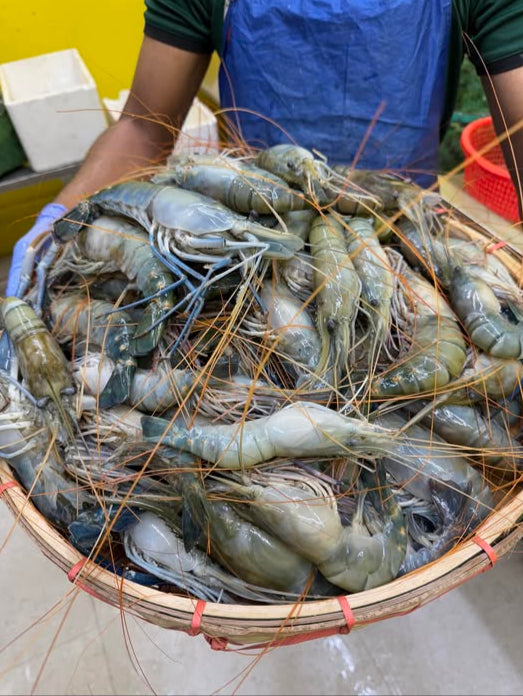মোংলার তাজা গলদা চিংড়ি ৬/৭ পিসে কেজি সাইজ