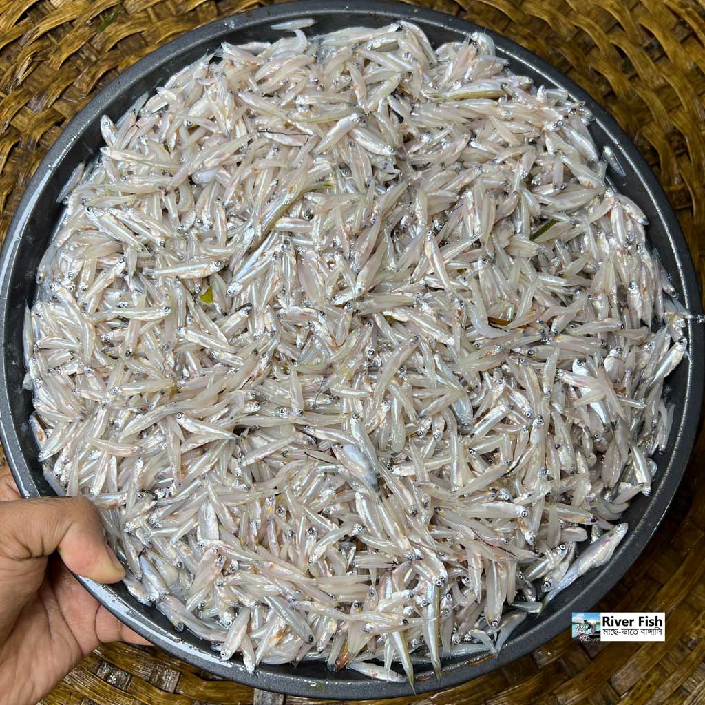 নদীর কাচকি মাছ হাফ কেজি