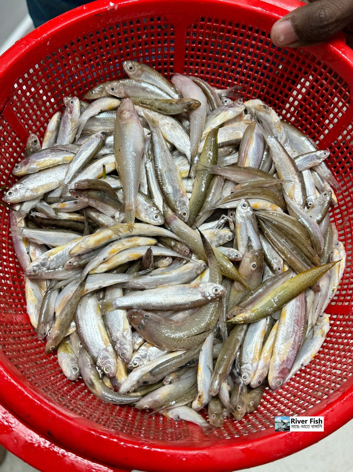 যমুনা নদীর পিয়ালি মিশালি