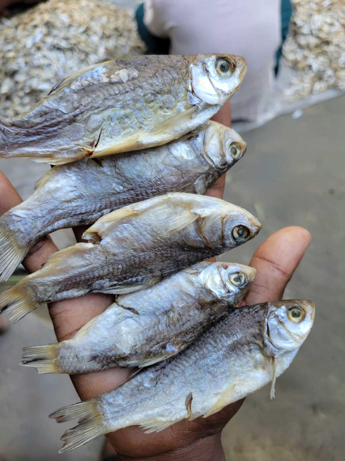 কিশোরগঞ্জের গ্রামে শুকানো পুটি শুটকি