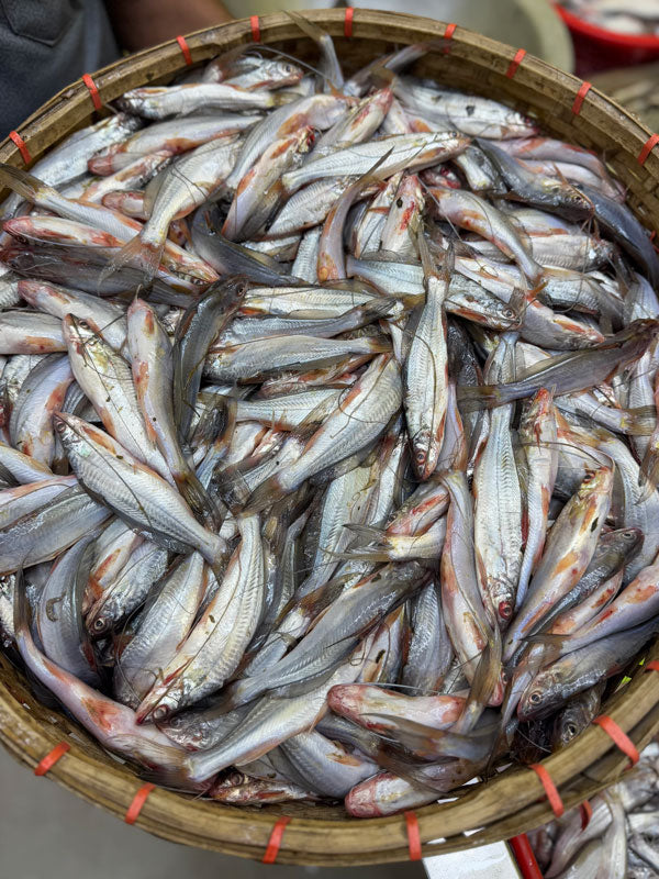 নদীর গুলশা মাছ রেগুলার সাইজ