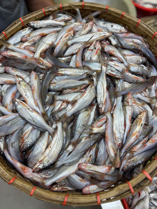 নদীর গুলশা মাছ রেগুলার সাইজ