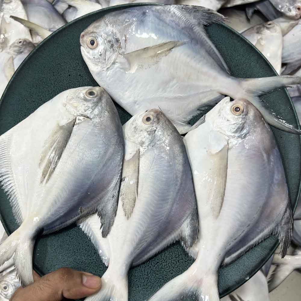 বঙ্গোপসাগরের রূপচাদা (কেজিতে ৪-৫ পিস) ১ কেজি