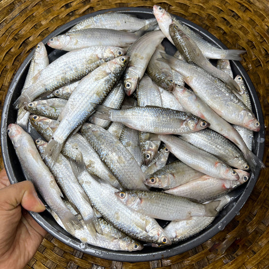 সাতক্ষীরার পারশে রেগুলার সাইজ