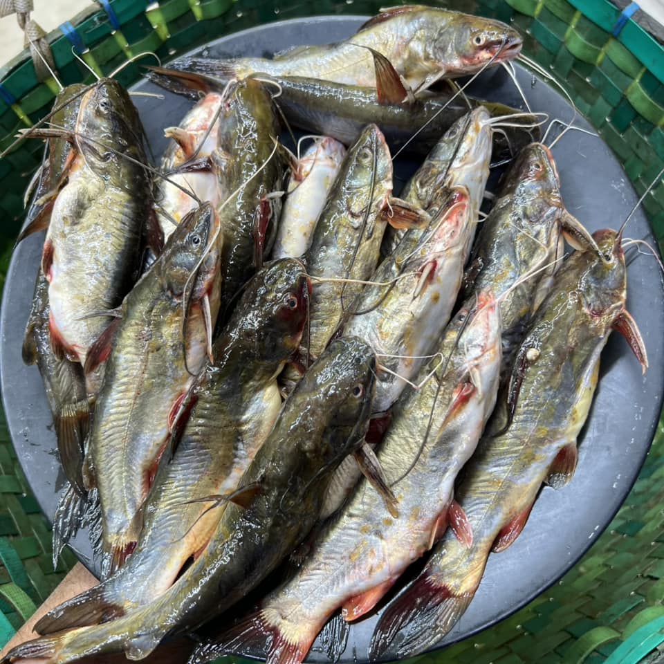 সাতক্ষীরার টেংরা মিডিয়াম সাইজ হাফ কেজি