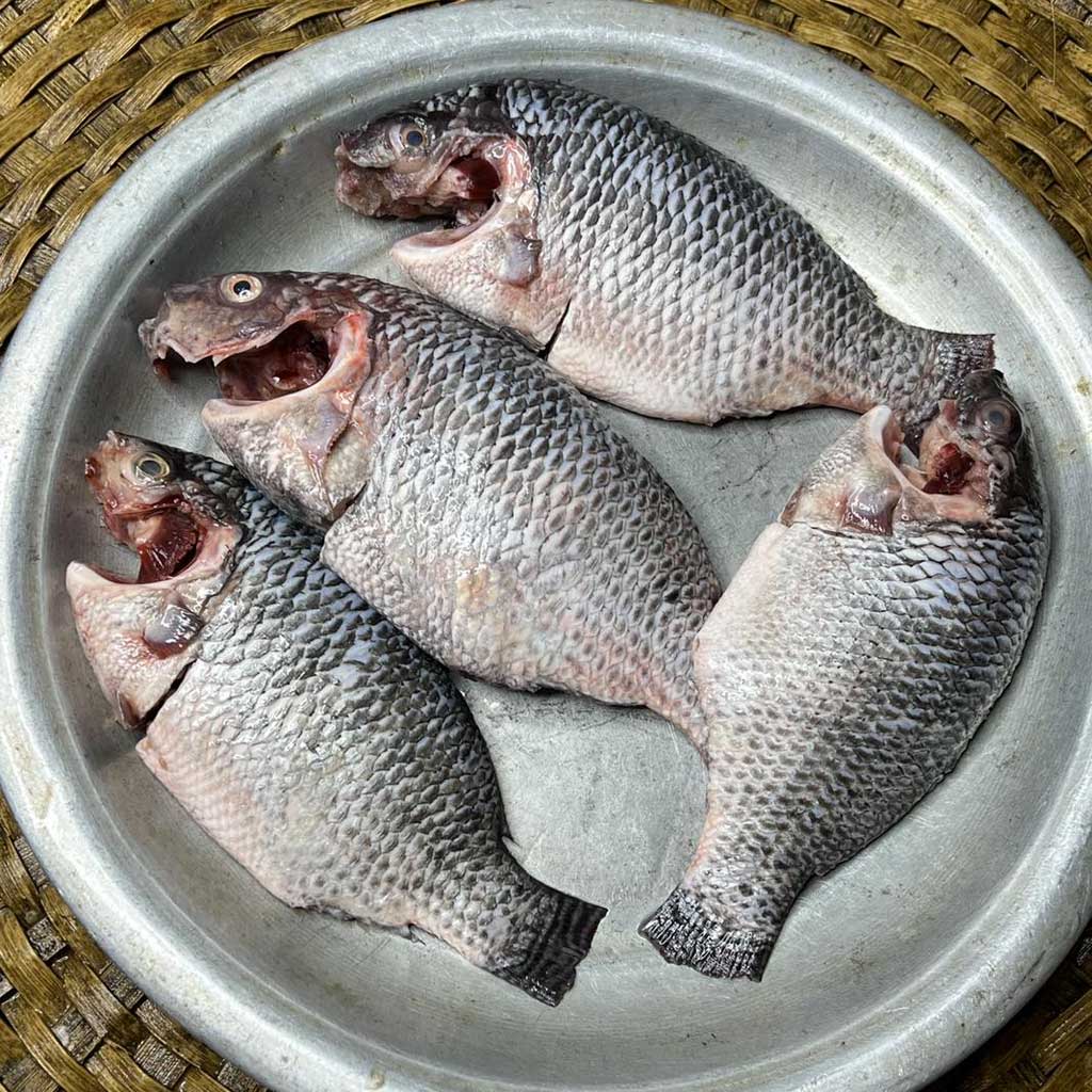 পুকুরের তেলাপিয়া ২/৩ পিসে কেজি