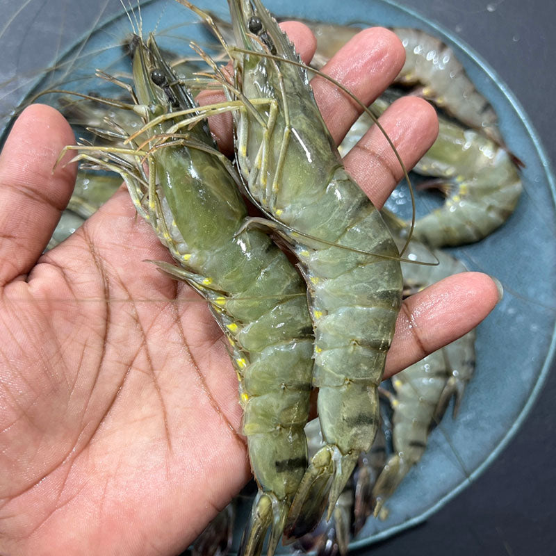 বাগদা চিংড়ি বড় সাইজ