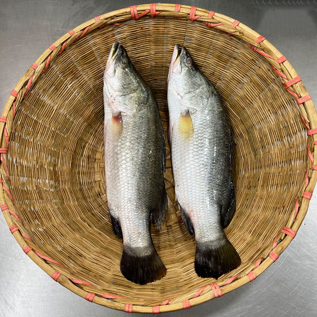 মোংলার ভেটকি কোরাল ৫০০ গ্রাম সাইজ পারকেজি 870/-