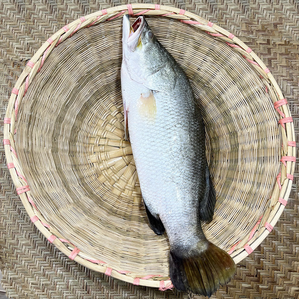 মোংলার ভেটকি কোরাল আড়াই থেকে ৩ কেজি সাইজ পারকেজি 1280/-