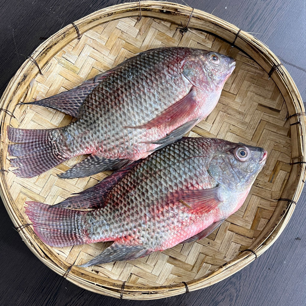 পুকুরের তেলাপিয়া ২/৩ পিসে কেজি
