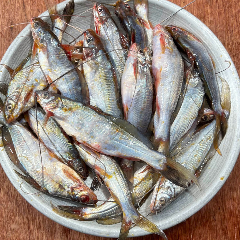 নদীর গুলশা বড় সাইজ