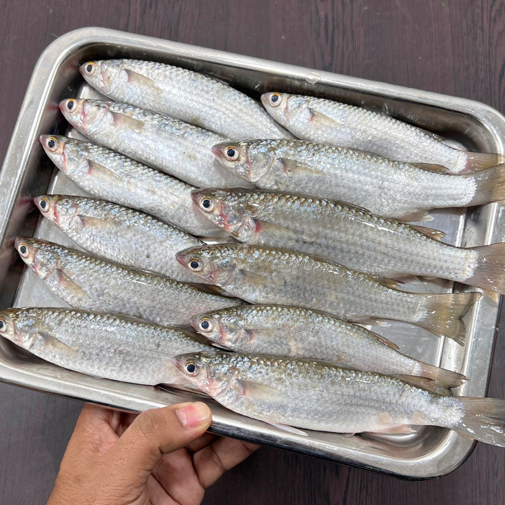 সাতক্ষীরার পারশে রেগুলার সাইজ